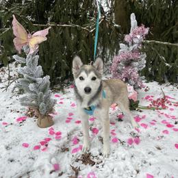 Alaric - Chocolate Pomsky puppy in Niles, Ohio from Northern Lights Arctic Spitz Pomskies
