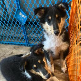 Cash - Black white and tan male Collie puppy in Lubbock, Texas from Lonestar Country Collies