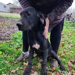 Great Dane Puppies from Trisha Self's Great Danes
