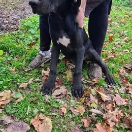 Great Dane Puppies from Trisha Self's Great Danes