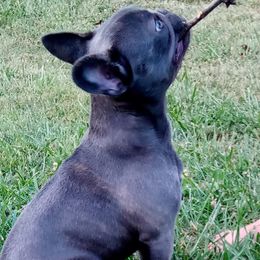 French Bulldogs from B's Bourbon Frenchies