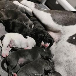 American Bully Puppies from Superstes Guard