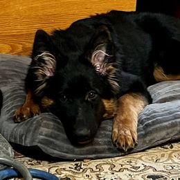 German Shepherd Puppies from Salty Raccoon Ranch German Shepherds