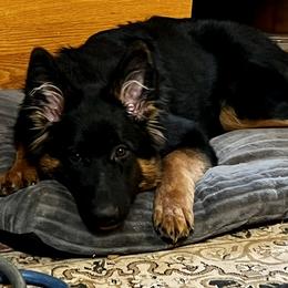 German Shepherd Puppies from Salty Raccoon Ranch German Shepherds