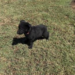 Orange Collar Black Female - Black female German Shepherd puppy in Milan, Illinois from Stonewick German Shepherds