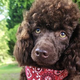 Poodles and Siberian Huskies from Mj Faith Poodles