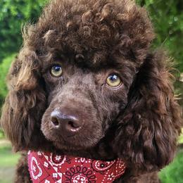 Poodles and Siberian Huskies from Mj Faith Poodles