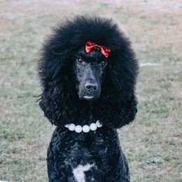 Lady - Poodle