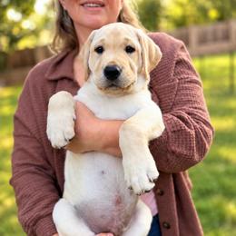 Cash - Yellow male Labrador Retriever puppy in Camp Verde, Arizona from Cecil's Arizona Labradors