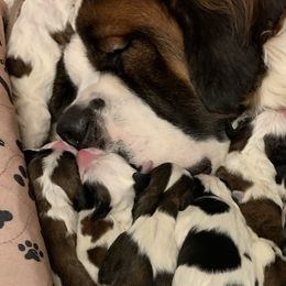 Assorted Doodle Crosses, Newfoundlands, Poodles, Saint Berdoodles, and Saint Bernards from Mammoth Doodles