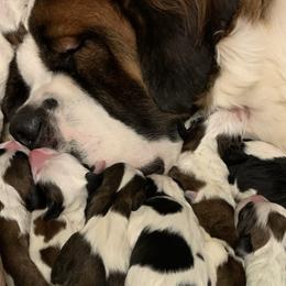 Assorted Doodle Crosses, Newfoundlands, Poodles, Saint Berdoodles, and Saint Bernards from Mammoth Doodles