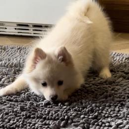 Kennedy - Merle female Pomsky puppy in Bolingbrook, Illinois from Angel's Creek Pomskies