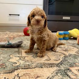 Little girl 1 - Buff female Cockapoo puppy in Beresford, South Dakota from DAKOTA DOOD RANCH