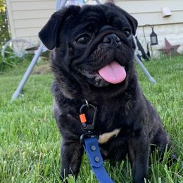 Barnett - Pug