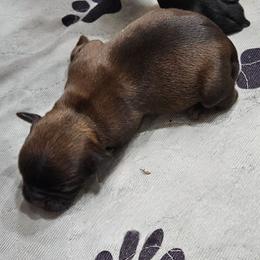 Belge boy - Belge male Brussels Griffon puppy in Fyffe, Alabama from BamaBrussels