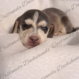 Girl 3 - Dachshund puppy in Lees Summit, Missouri from Castaneda Dachshunds