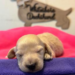 Daphne - Cream female Dachshund puppy in Whitesboro, Texas from Whitesboro Dachshund