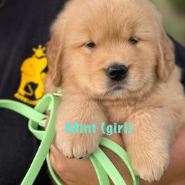 Mint - Golden male Golden Retriever puppy in Mills River, North Carolina from Appalachian Dog Training LLC