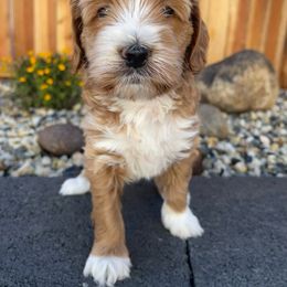 Australian Labradoodle and Goldendoodle Puppies from The Moon Doodles