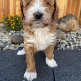 Australian Labradoodle and Goldendoodle Puppies from The Moon Doodles