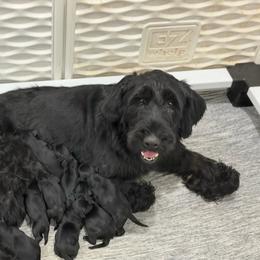 Boy - Black male Giant Schnauzer puppy in Many, Louisiana from Toledo Bend Giants Vom Zitronen