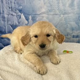 Maive - Apricot female Goldendoodle puppy in Owenton, Kentucky from Elagant Acres