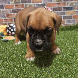 Lady Pink - Fawn female Boxer puppy in Prairieville, Louisiana from Puppy Patch