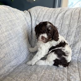 Jack - Liver white and tan male Springerdoodle puppy in Dundee, Ohio from Evalina Miller's Spaniels