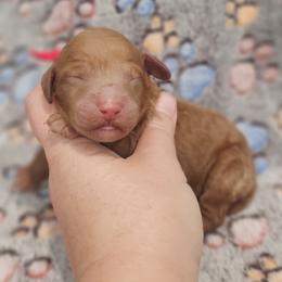 Red Female - Red  female Goldendoodle puppy in Mocksville, North Carolina from Hunting Creek Farm & Kennel