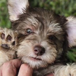 Goldendoodles, Poodles, and Schnoodles from For the LOVE of Poodles, Doodles and Sheepdogs