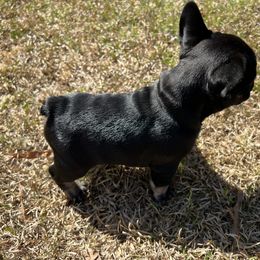French Bulldog Puppies from Stratton Kennel