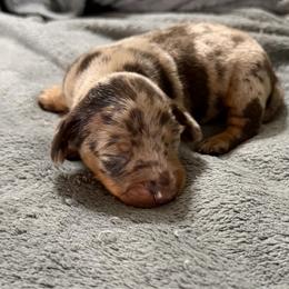 Chestnut - Dapple male Dachshund puppy in Live Oak, Florida from Johnson’s Weiner Farm