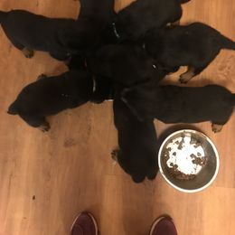 Rottweiler Puppies from Von Witkamp Rottweilers
