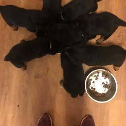 Rottweiler Puppies from Von Witkamp Rottweilers