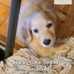 Dachshund Puppies from Tiny Tails Ranch