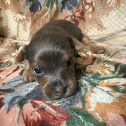 Silvio - Blue and gold male Yorkshire Terrier puppy in Pomona, California from Lunio's Yorkies