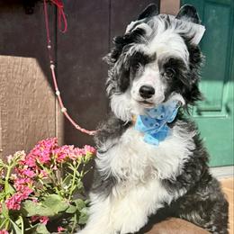 Shark - Black and white male Chinese Crested puppy in New Smyrna Beach, Florida from FronkLinn Kennel