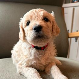 Red Boy - Cream male Goldendoodle puppy in Colorado Springs, Colorado from Pikes Peak Doodles