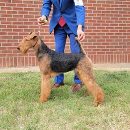 JLO - Airedale Terrier
