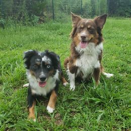 Miniature Australian Shepherds from Sparky's Farm