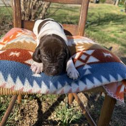 Pink - Liver and white female German Shorthaired Pointer puppy in Union Hall, Virginia from Rustic Creek Farms