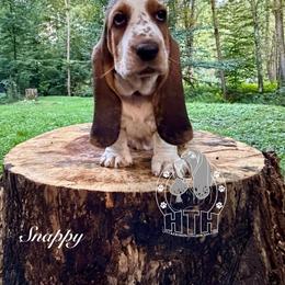 Snappy - Black white and brown female Basset Hound puppy in Dingess, West Virginia from Tuckers' Howling Hounds