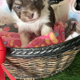 Havanese Puppies from PT Havanese