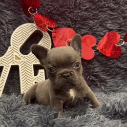 French Bulldog Puppies from The Frenchie Lady Co.