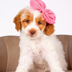 Girl 3 - Parti Double Doodle puppy in Lehi, Utah from Our Little Farm Life Doodles