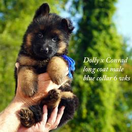 Blue collar m Dolly and Conrad litter - Black and red male German Shepherd puppy in Chrisney, Indiana from Indiana German Shepherds