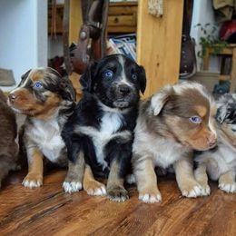 Australian Shepherd Puppies from Iron Side Ranch Australian Shepherds