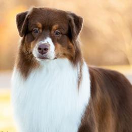Australian Shepherds from Ashwood Aussies