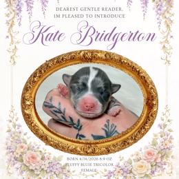 Kate - Gray and white female American Corgi puppy in Greenwood, Indiana from Witch Creek Corgis