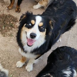 Erza - Australian Shepherd